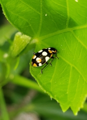 Eriopis connexa