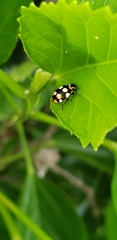 Eriopis connexa
