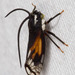 Stylocentrus championi - Photo (c) Stephen Cresswell,  זכויות יוצרים חלקיות (CC BY-NC-ND)