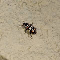 Eriopis connexa