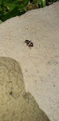 Eriopis connexa