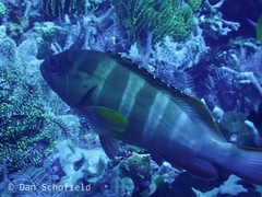 Epinephelidae