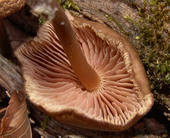 Marasmius cohaerens