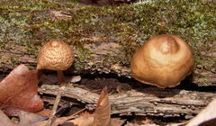 Marasmius cohaerens