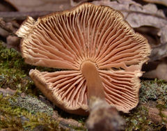 Marasmius cohaerens