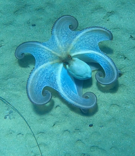 Common octopus