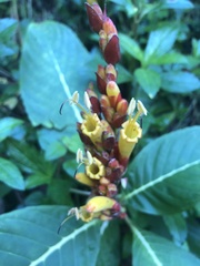 Sanchezia parvibracteata