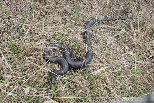 Red-bellied Black Snake sighting