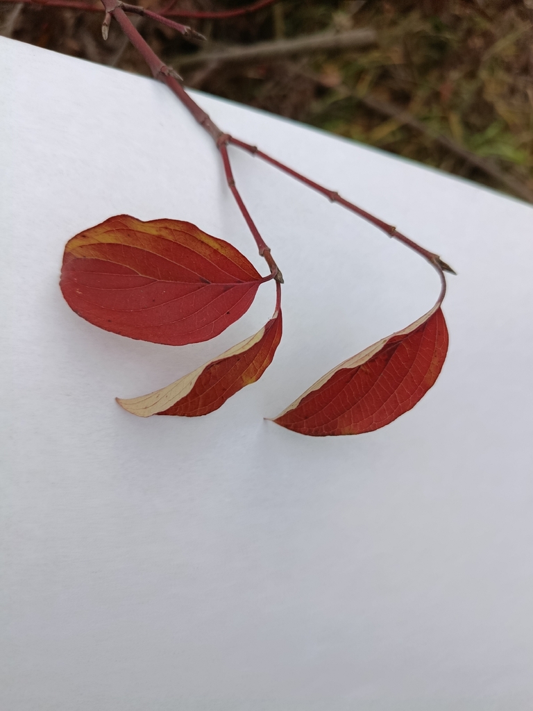 Cornus sanguinea