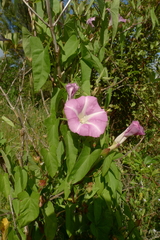 Calystegia sepium roseata