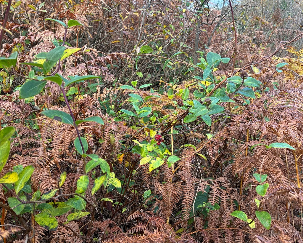 Lonicera periclymenum