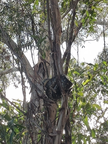 Coastal Carpet Python sighting