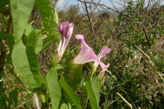 Calystegia sepium roseata