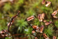 Polytrichastrum ohioense