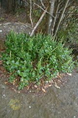 Peperomia urvilleana