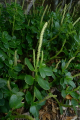 Peperomia urvilleana