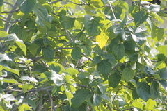 Campylorhynchus yucatanicus