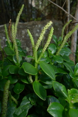 Peperomia urvilleana