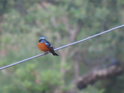 Blue-capped Rock Thrush (Monticola cinclorhyncha), photo 5