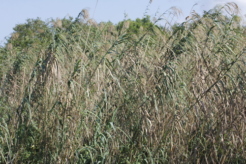 Carrizo (Phragmites australis)