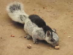 Sciurus variegatoides dorsalis