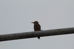 Melanerpes aurifrons