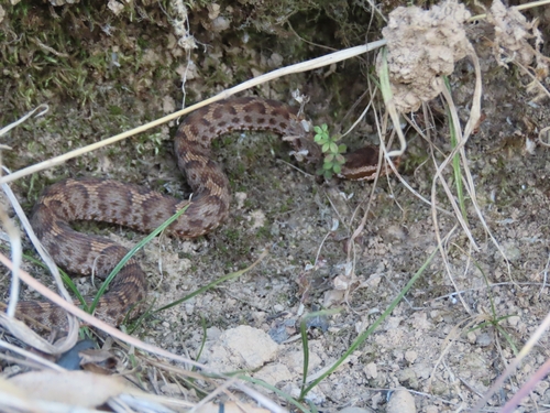 Himalayan Pitviper