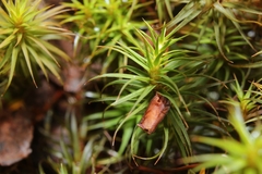 Polytrichastrum ohioense