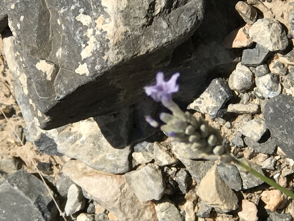 Lavandula