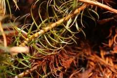 Polytrichastrum ohioense