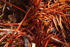 Polytrichastrum ohioense