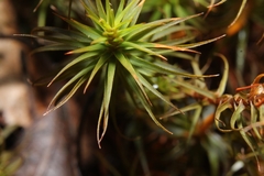 Polytrichastrum ohioense