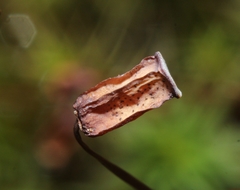 Polytrichastrum ohioense