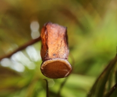 Polytrichastrum ohioense