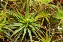 Polytrichastrum ohioense