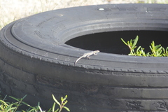 Sceloporus cozumelae