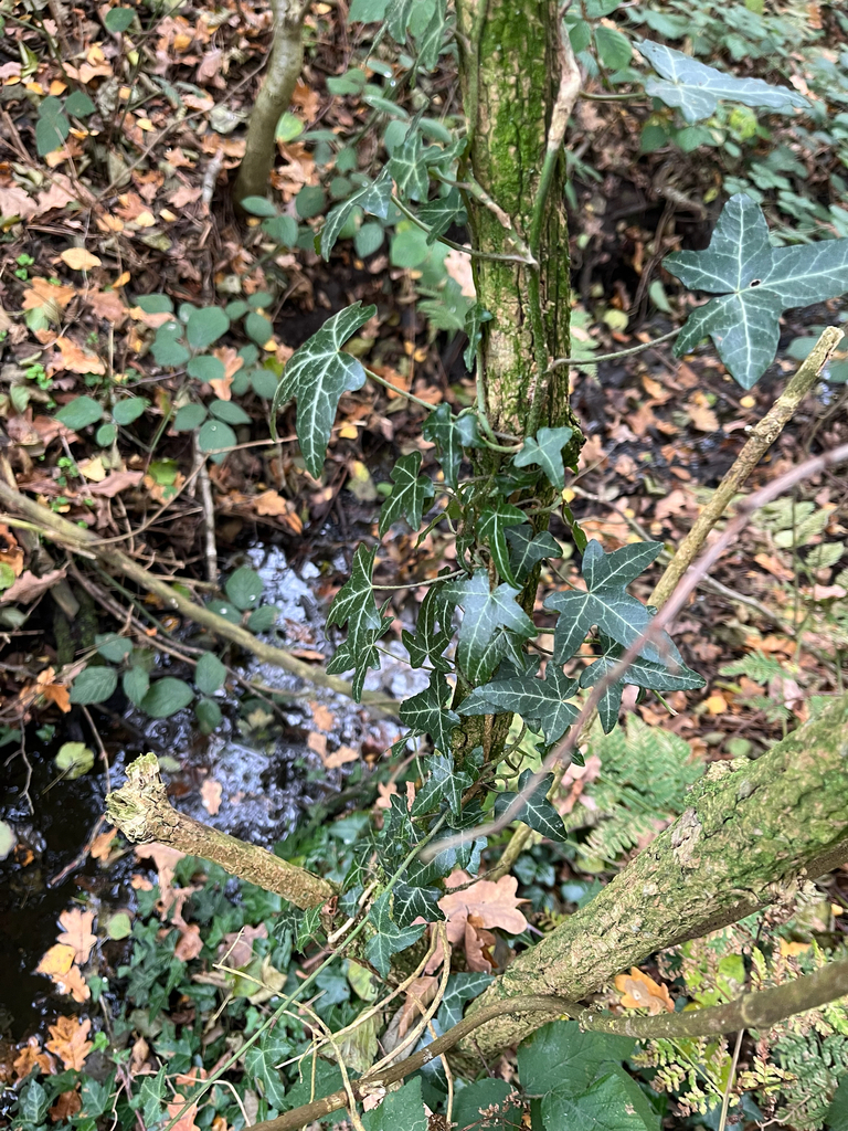 Hedera helix