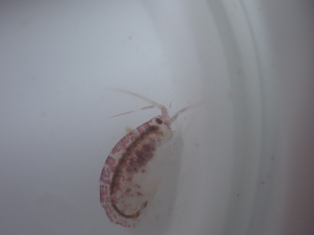Apherusa ovalipes