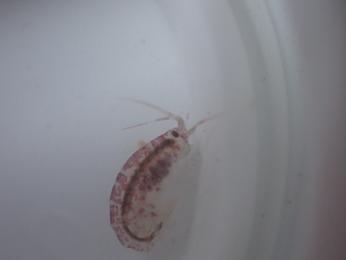 Apherusa ovalipes