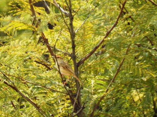 iNaturalist image
