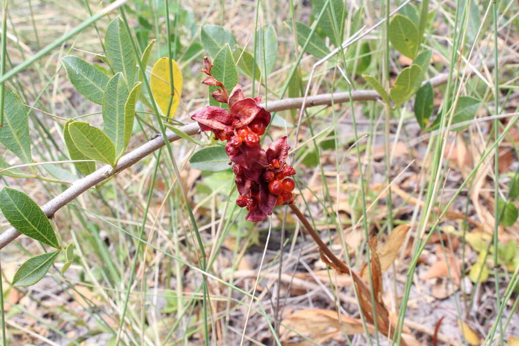 Chasmanthe aethiopica, Overberg District Municipality, South Africa, by jan-hendrik