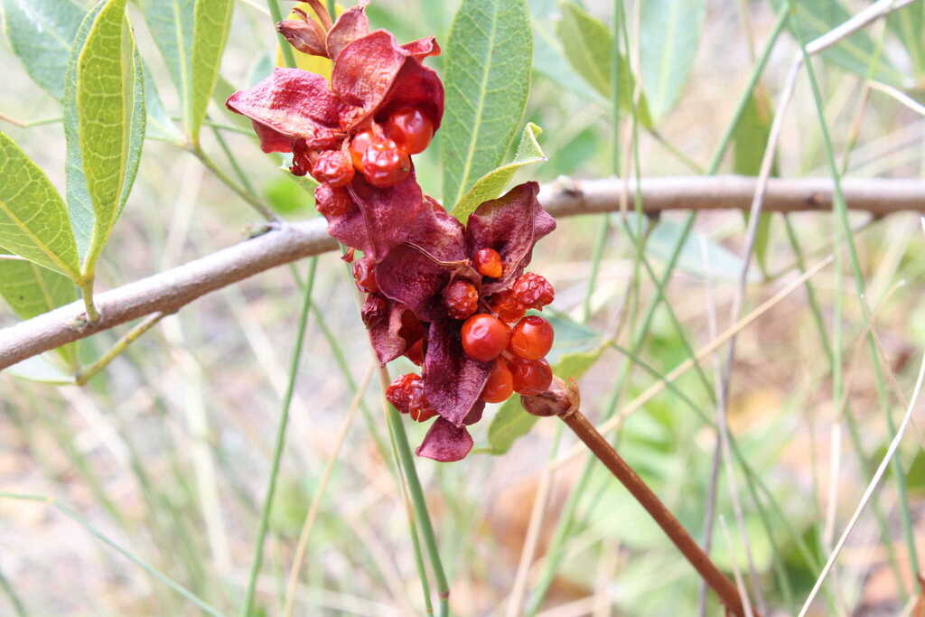 Chasmanthe aethiopica, Overberg District Municipality, South Africa, by jan-hendrik