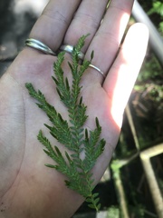 Selaginella arbuscula