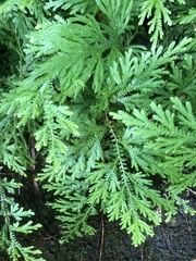 Selaginella arbuscula