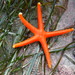 Estrellas de Mar de Cinco Brazos - Photo (c) Jerry Kirkhart, algunos derechos reservados (CC BY)