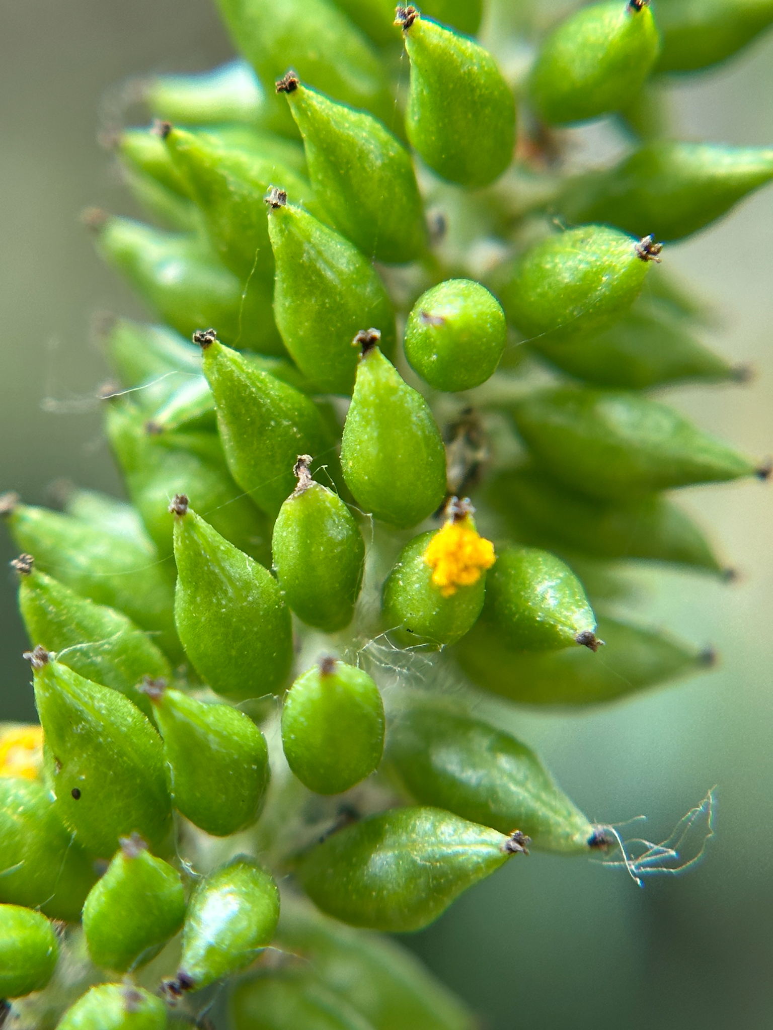 Sauce