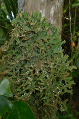 Pseudocyphellaria carpoloma