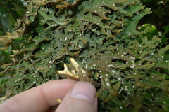 Pseudocyphellaria carpoloma