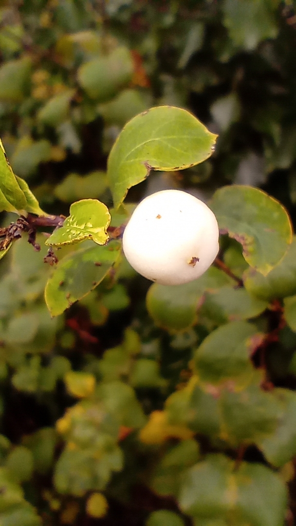 Symphoricarpos albus
