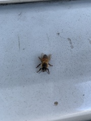 Apis mellifera
